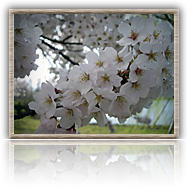 CherryBlossoms-W640